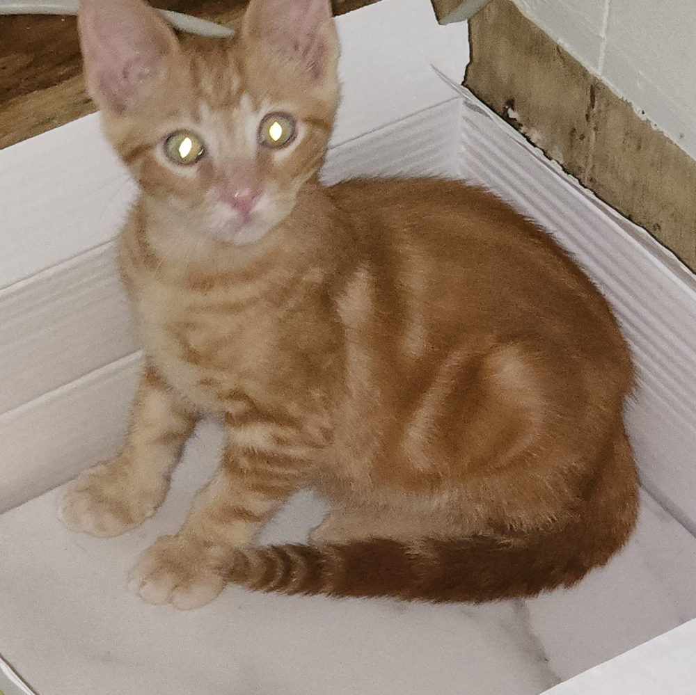 Save the kittens! - Picture 3 of 9